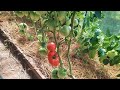 Обзор сорта томата - Канары, урожай 2020