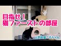 僕たちの新しいお部屋だよ！元野良猫ころちゃん