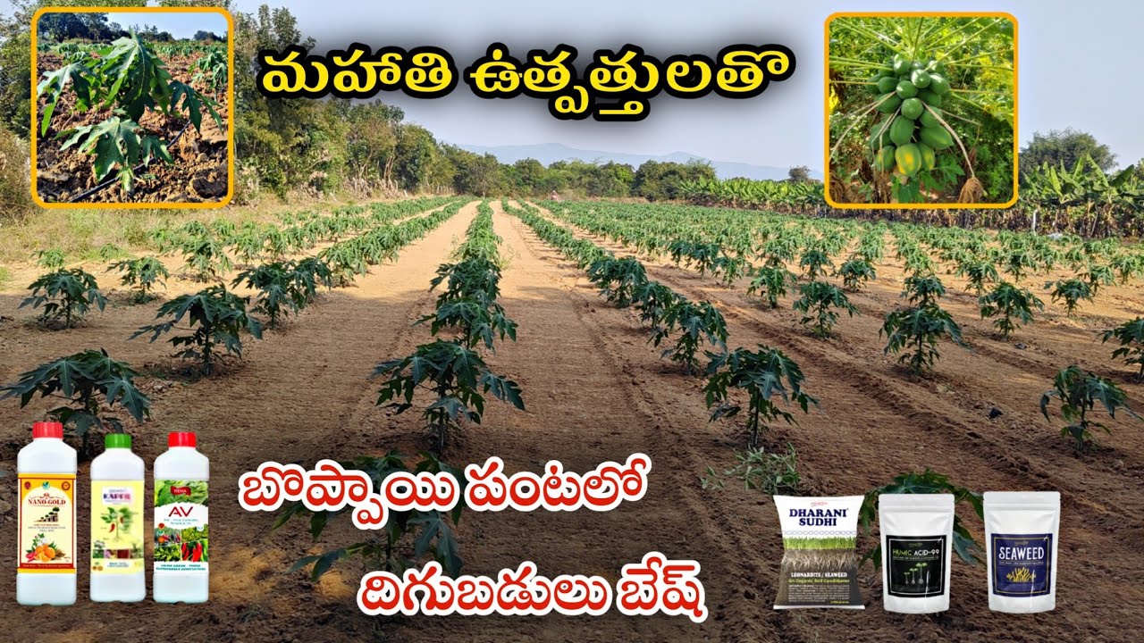 బొప్పాయి పంటలో అదిక దిగుబడులు కోసం మన మహాతి ఇకొ టెక్ ఉత్పత్తులు ||AGRI GURU||