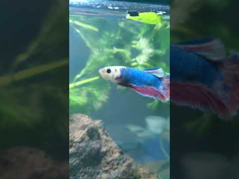 pez Betta