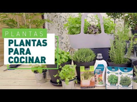 Video: Plantas de interior para la cocina - Consejos para cultivar plantas en la cocina