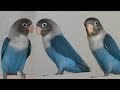 Dişi Cennet papağanı Sesi | Lovebird Singing