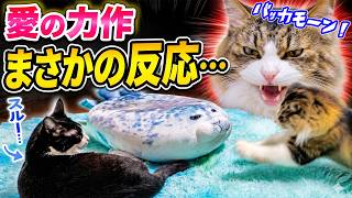 3週間ぶりに帰宅した娘達に愛の力作を完全無視されブチギレるボス猫パパが面白すぎたｗ