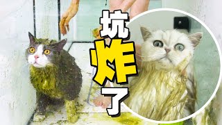 【喵来啦】沉浸式猫咪护理像掉进粪坑人仰猫翻