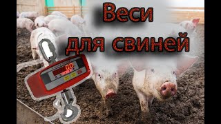 картинка: Самодельные весы для свиней