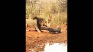 Lion Vs Crocodile