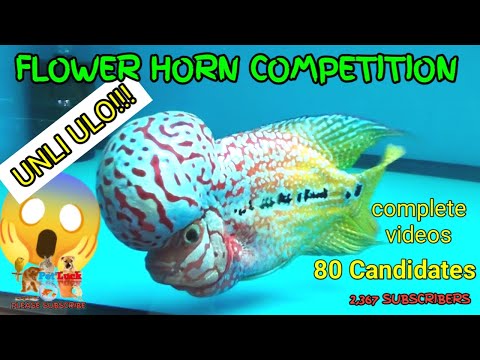 FLOWERHORN COMPETITION 80 SOLIDONG MGA KANDIDATO MAGPAPASIKLABAN NA!!! AQUA CIRCLE 2022