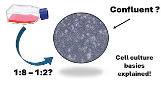 How To Passage Cells With Trypsin Cell Splitting Step-By-Step
