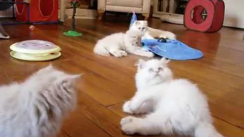 Video 519501: playful himalayan persian kittens, gardens cattery