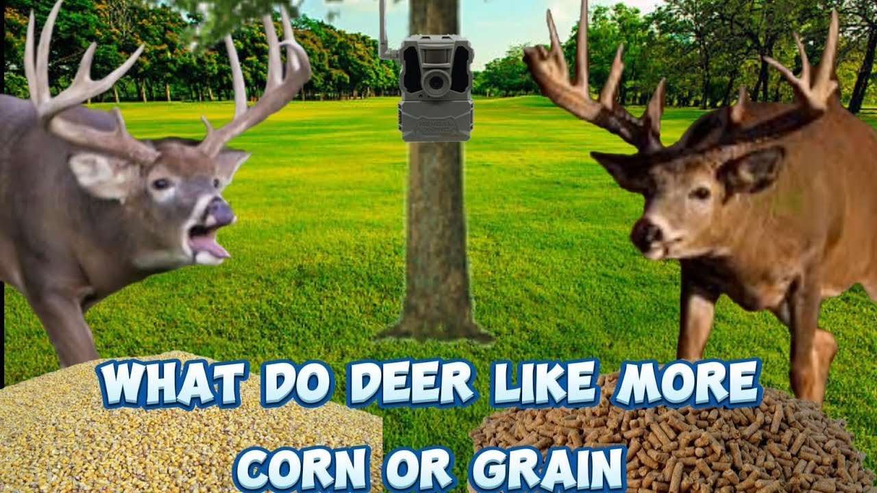 do-deer-like-corn-or-grain-more-youtube