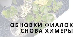 Обновки фиалок. Снова химеры