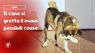 Il cane si gratta il muso: le possibili cause | Amoreaquattrozampe.it