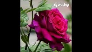 Rindu Hatiku Tídak Terkira.