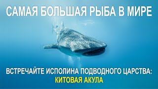 ВСТРЕЧАЙТЕ ИСПОЛИНА ПОДВОДНОГО ЦАРСТВА, САМАЯ БОЛЬШАЯ РЫБА В МИРЕ