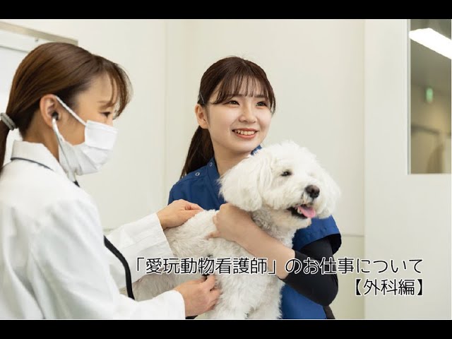 愛玩動物看護師」のお仕事について【外科編】 - YouTube