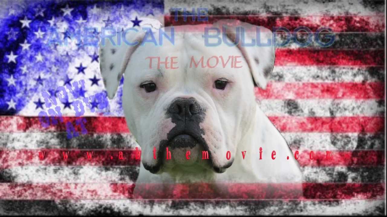 The American Bulldog, The Movie. Trailer YouTube