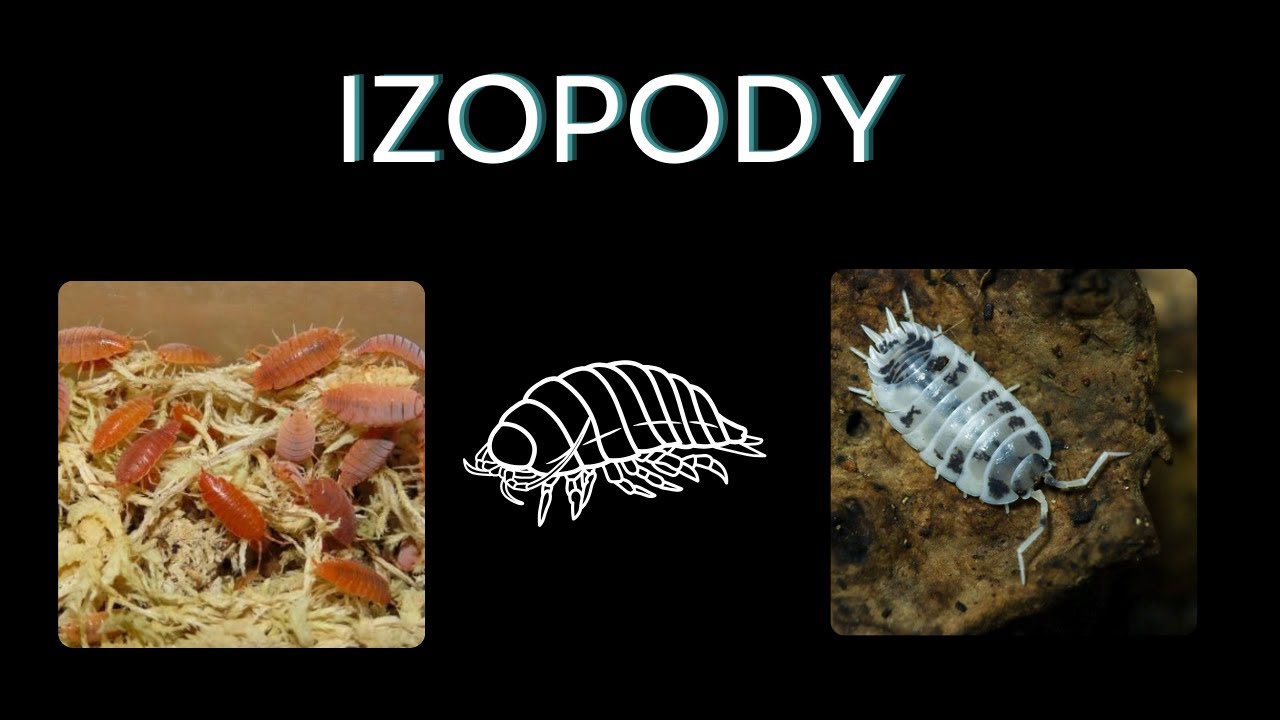 Nowości na naszej hodowli izopody i krewetki