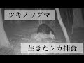 「ツキノワグマが生きたままのシカを食べる瞬間」動画を撮影 世界初の知見、東京農工大など