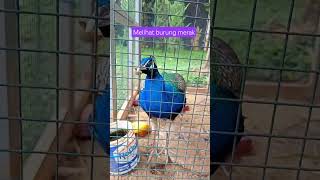 burung merak alias peacock. #merak #viral #kebunbinatangmini