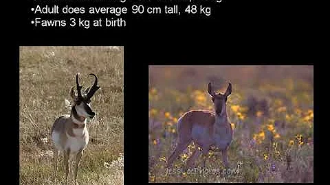 Masters of Animals: Pronghorn Hunting on the Alberta Plains