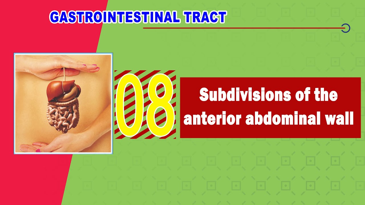 𝟎𝟖. 𝐒𝐮𝐛𝐝𝐢𝐯𝐢𝐬𝐢𝐨𝐧𝐬 𝐨𝐟 𝐭𝐡𝐞 𝐚𝐧𝐭𝐞𝐫𝐢𝐨𝐫 𝐚𝐛𝐝𝐨𝐦𝐢𝐧𝐚𝐥 𝐰𝐚𝐥𝐥 🔲(𝐀𝐛𝐝𝐨𝐦𝐢𝐧𝐚𝐥 𝐪𝐮𝐚𝐝𝐫𝐚𝐧𝐭𝐬) (أقسام جدار البطن الأمامي)