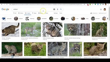 How to Search Google for Images in the Public Domain