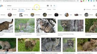 How to Search Google for Images in the Public Domain