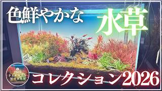 Waterscape Beauty] Introducing the colorful aquatic plants we've