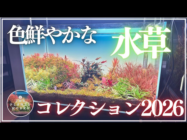 Waterscape Beauty] Introducing the colorful aquatic plants we've