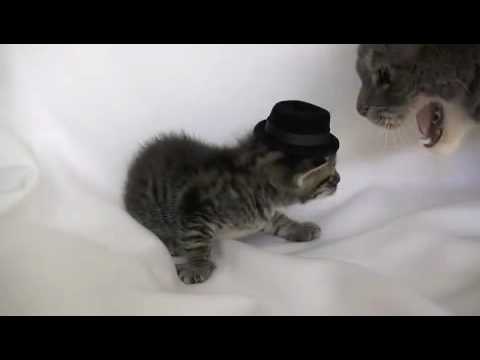 kitten-wearing-tiny-hat-gets-punched-by-full-size-cat-with-no-hat---laugh-when