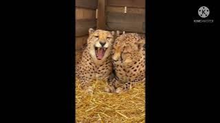 Video Cetah dan Macan Tutul Lucu Bermain Part 1