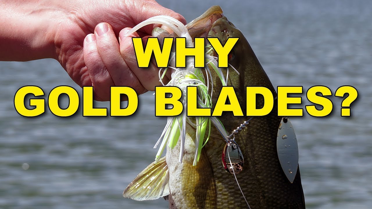 Why Using Gold-Bladed Spinnerbaits is Best