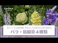 【チャンネル初登場】今年もしくは去年から育て始めたバラ・宿根草４種類