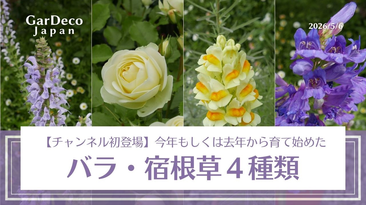 【チャンネル初登場】今年もしくは去年から育て始めたバラ・宿根草４種類