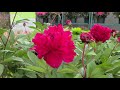 Paeonia Karl Rosenfield Peony SHOW STOPPINGвќ Classic Red Flowers And FRAGRANT Paeonia Karl Rosenfield Peony SHOW STOPPINGвќ Classic Red Flowers And FRAGRANT