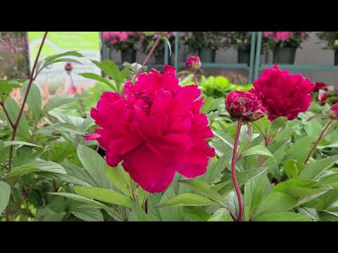 Vídeo: Red Magic Peony é a melhor escolha para o seu jardim