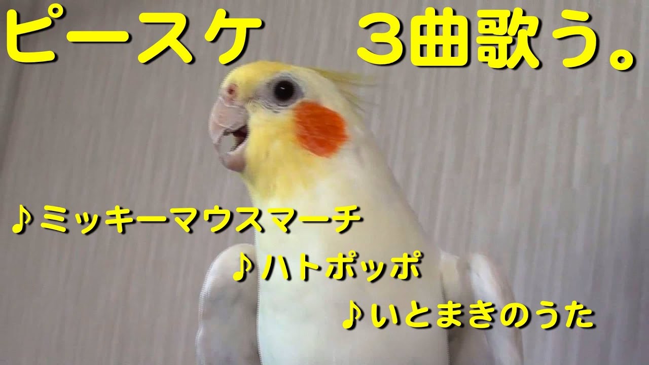 オカメインコのピースケ君が3曲連続で熱唱する動画 田舎の暮らしとdiyの研究所