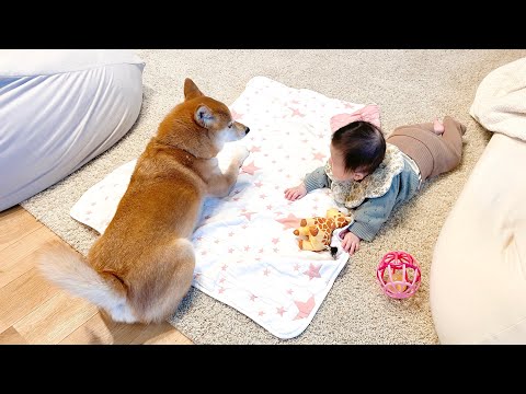 寝返りしながら遊びに誘ってくる赤ちゃんに応える神柴犬がこちらです
