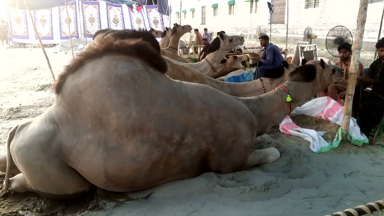 All Pakistan || Camel 🐪 Beauty Contest Faisalabad 2024 || 31 May 2024 || Bakra Eid 2024 ||