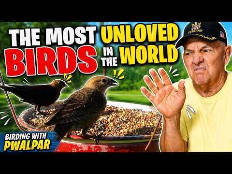 The Most Unloved Birds in the World, Birding With Pwalpar