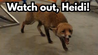 Two Foxes Vs One