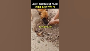 태어난지 한달 새끼 강아지가 무지개 다리를건너자 슬퍼하며 눈물 흘리는 어미개