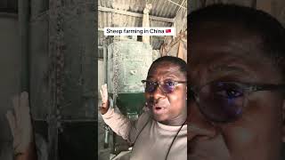 Sheep Farming