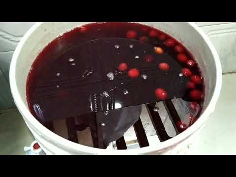 Video: Cómo Hacer Vino Chokeberry