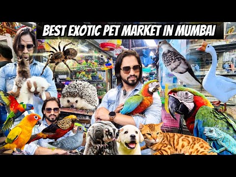 Exotic Pet Market