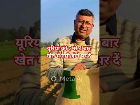 यूरिया खाद का अधिकतम लाभ #urea #यूरिया
