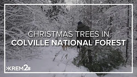 How cutting down your own Christmas tree can save money and help the forest | Environment Northwest