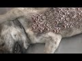 Removing Monster Mango worms From Helpless Dog! Animal Rescue Video 2022 #65