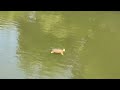 Sea Turtle on the Ipswich River, September 2024