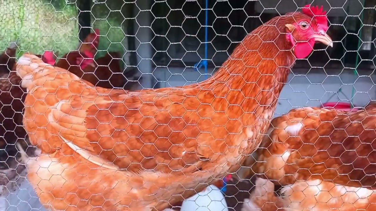 Asia largest farm group in Sri Lanka - NLDB (MLDC) | Digana, Rajawella training center